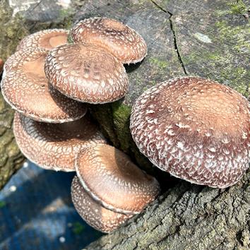 소백산 참나무 표고버섯