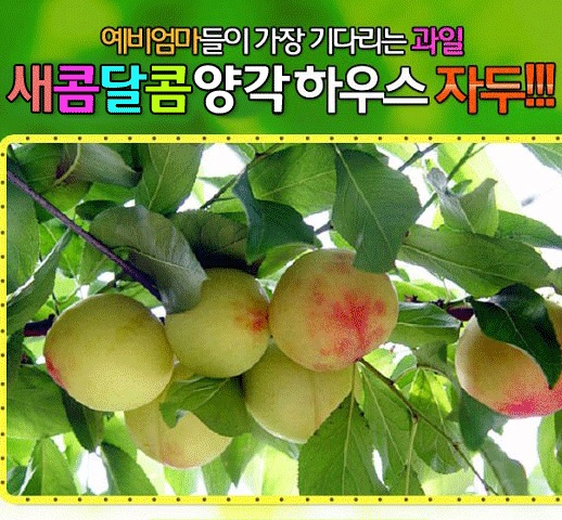 김천 햇 하우스자두(특)20~25개(예약)